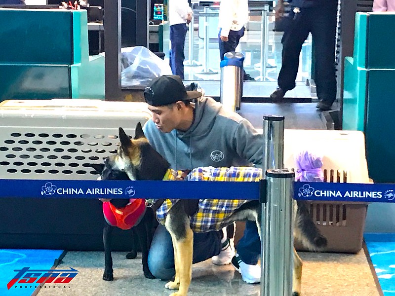 返美備戰新球季　陳偉殷搭機還護送2毛小孩