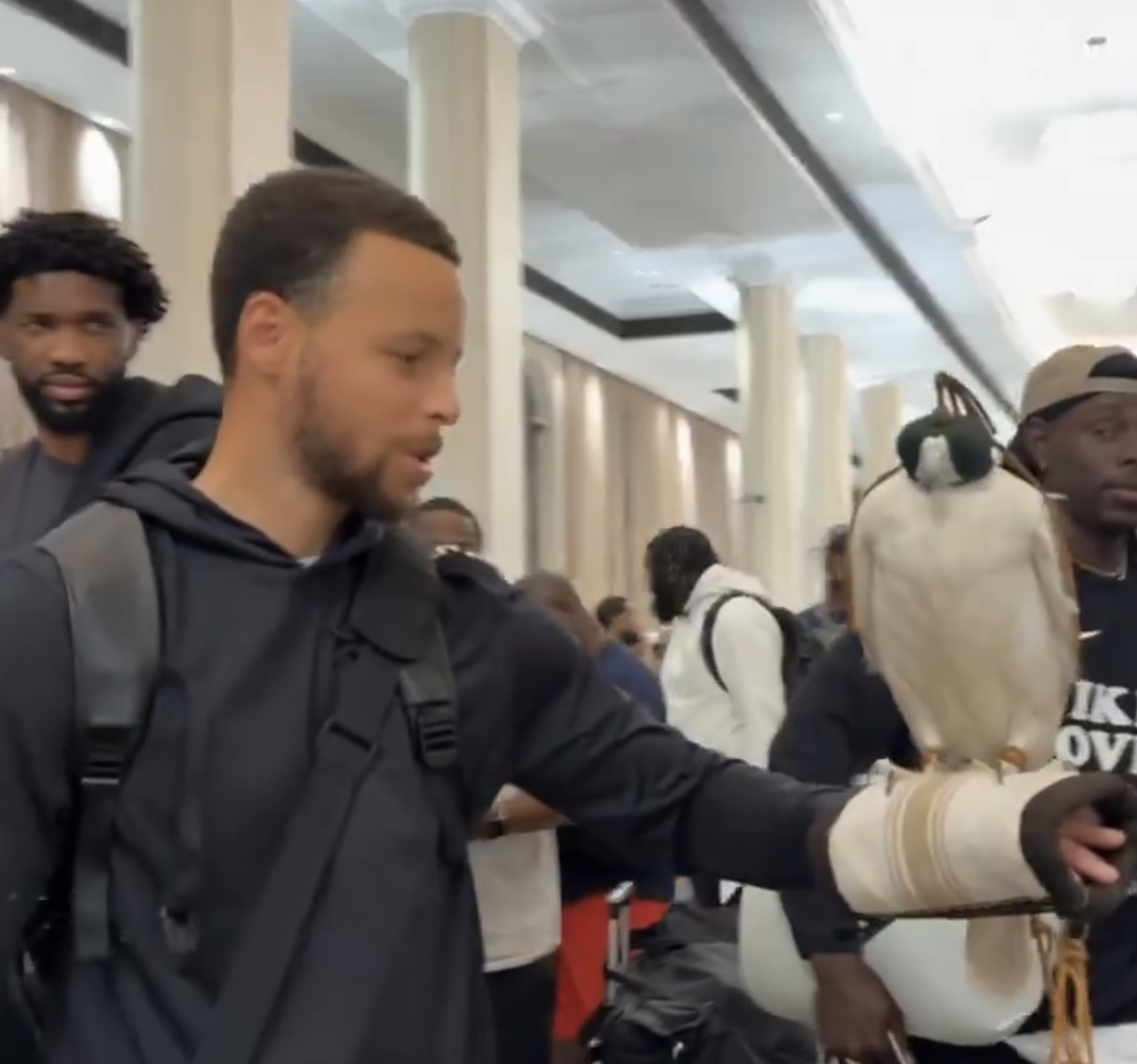 奧運》美國男籃抵達阿布達比　獵鷹停在Curry手臂（有影片）