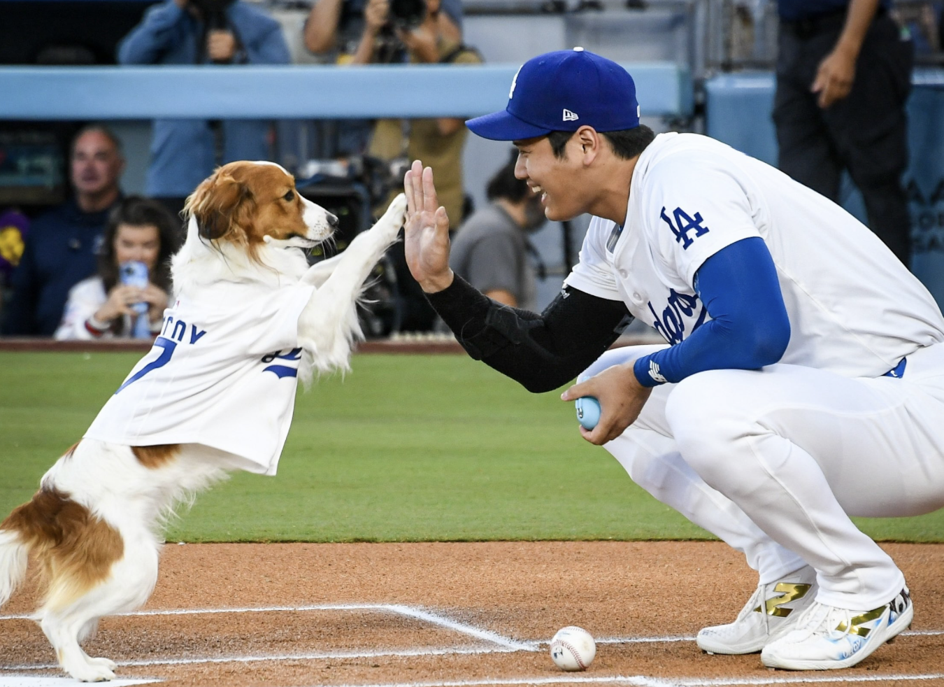 MLB》最萌開球！愛犬「Decoy」擔嘉賓　直奔本壘找大谷翔平擊掌