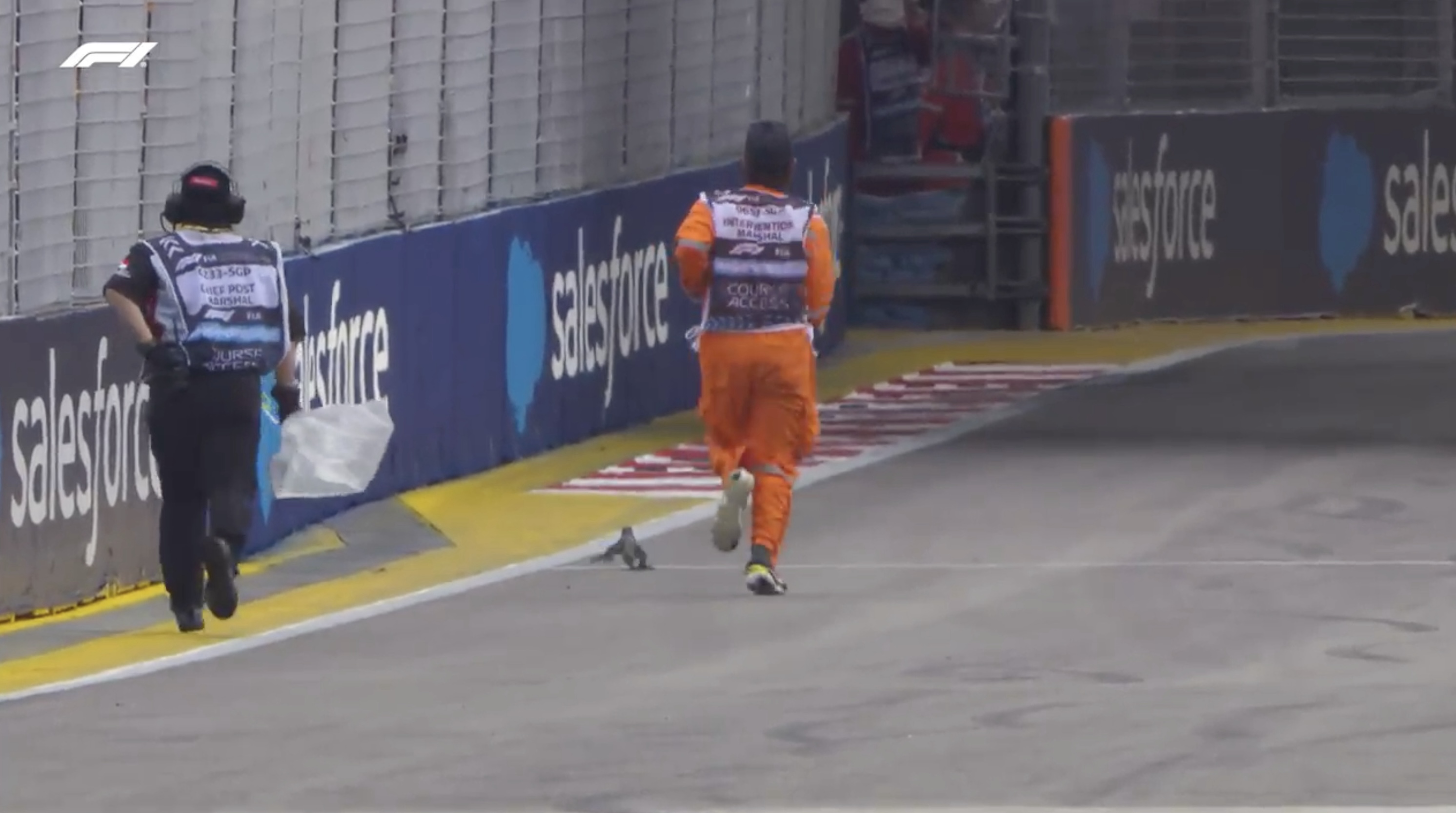 F1》Fernando Alonso訓練有蜥蜴亂入　新加坡大獎賽不是第一次