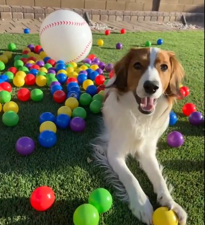 MLB》影片！Decoy咬Roberts照片彩球玩耍　大谷與總教練「惡作劇對決」最後贏家