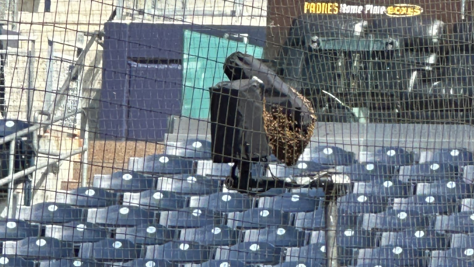 MLB》教士隊球場惹「蜂」波　打擊練習蜜蜂聚集本後攝影機引發騷動