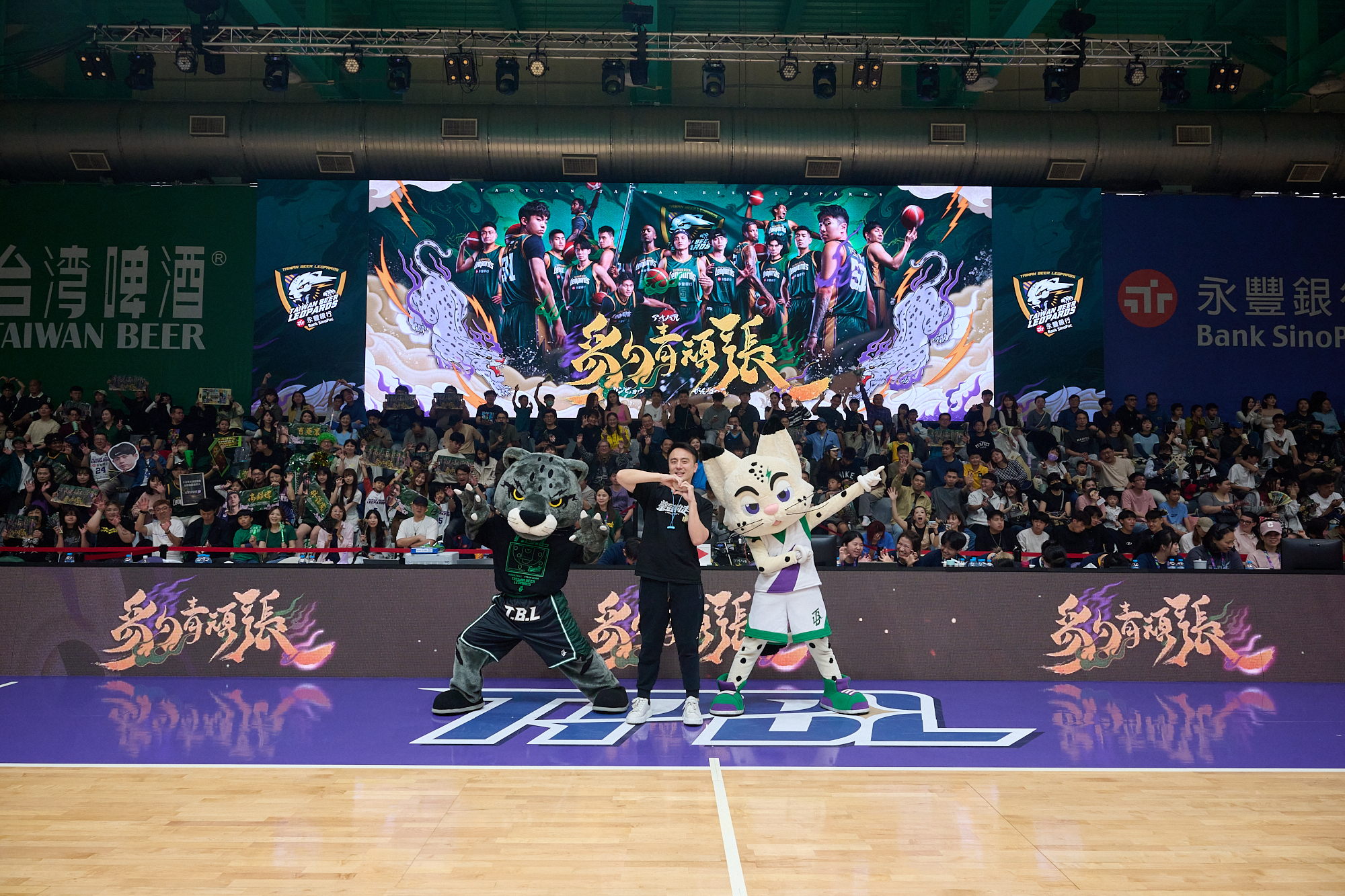 TPBL》桃園巨蛋華麗回歸！　雲豹執行長笑：空調可以冷死蚊子